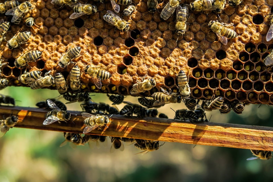 bee hive swarm removal honey production sunshine coast