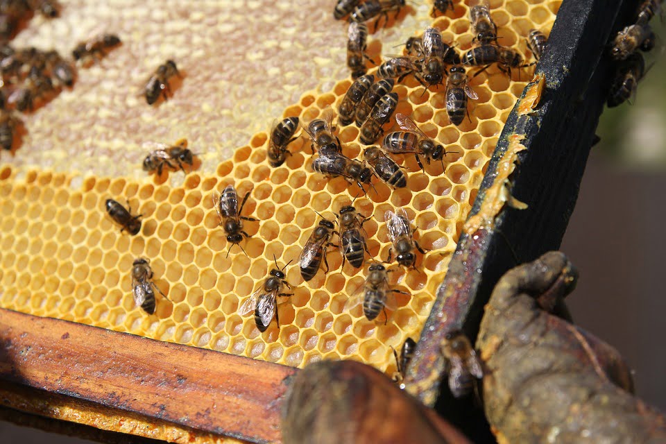 bee hive swarm removal honey production sunshine coast