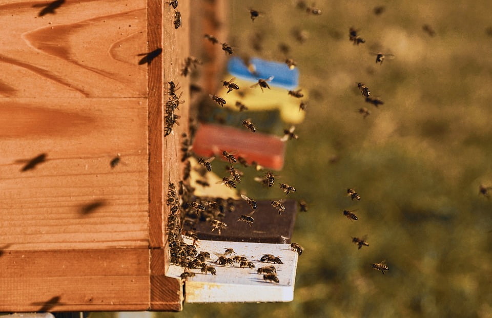bee hive swarm removal honey production sunshine coast
