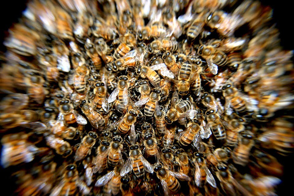 honey production sunshine coast